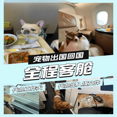 贺州市宠物托运到白俄罗斯宠物入境规定和要求